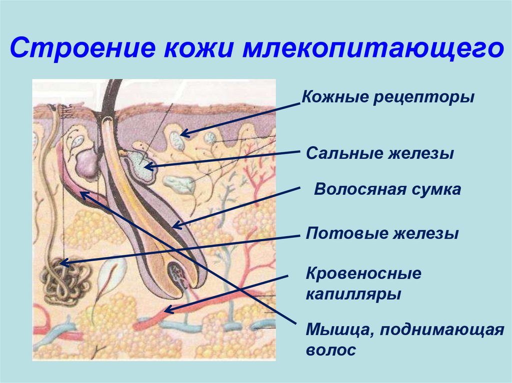 Почему протоки сальных желез впадают в волосяную. Схема строения кожи млекопитающих. Кожный Покров млекопитающих кратко. Строение кожного Покрова млекопитающих схема. Класс млекопитающие строение покровов тела.