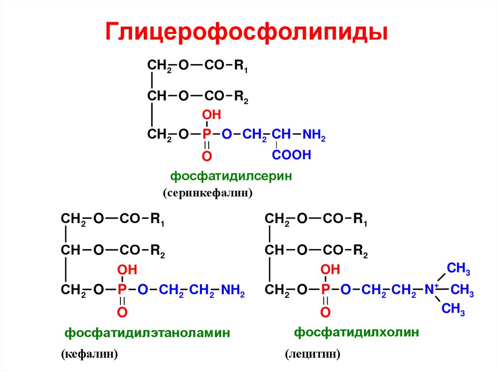 Схема образования фосфатидилхолина