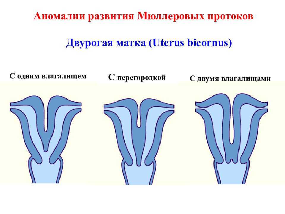 Развитие Влагалища Фото