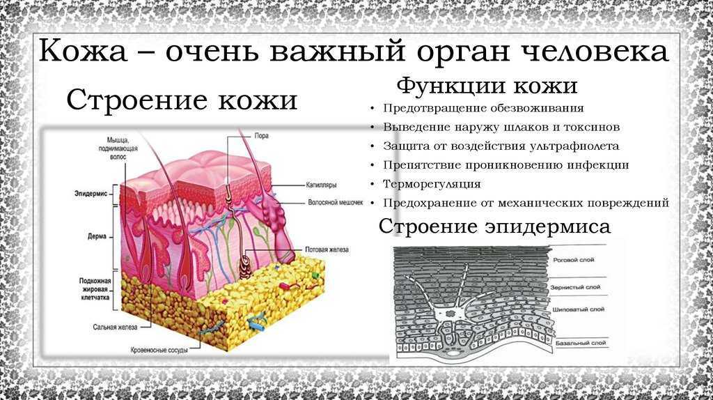 Кожа наружный покровный орган 8 класс презентация