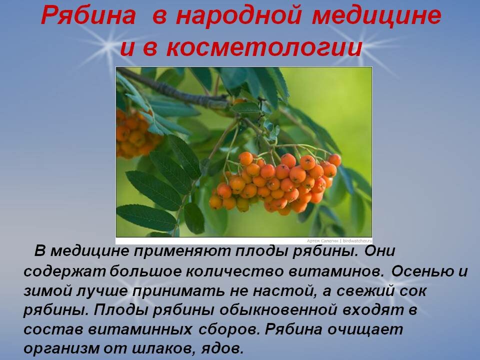 Рябина вред. Рябина в народной медицине. Презентация на тему рябина. Витамины в рябине. Рябина лекарственное растение.