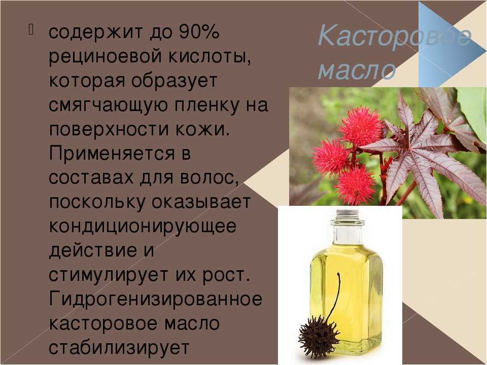 Растения из которых получают масло