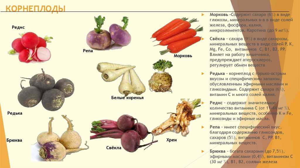 Можно ли редиску при диабете. Ценность овощей. Питательная ценность овощей. Питательные вещества в овощах. Классификация корнеплодов овощей.