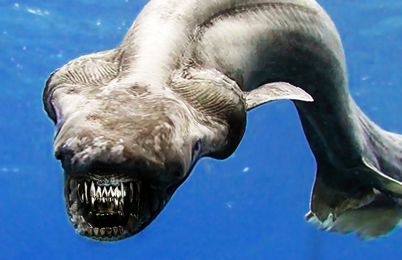 Рот 5 см. Акула плащеносная акула. Плащеносная акула Марианская впадина. Акула Гоблин Марианская впадина. Плащеносная акула Баренцево море.