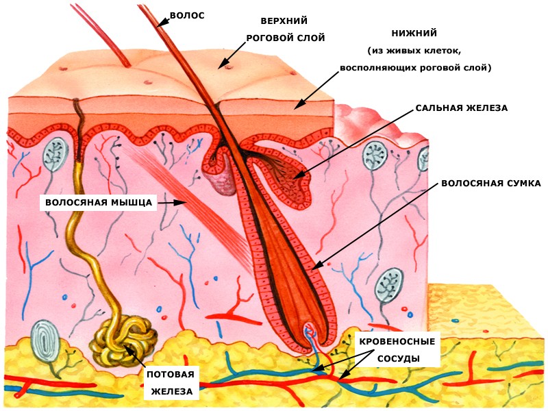 Строение кожи рисунок 8 класс