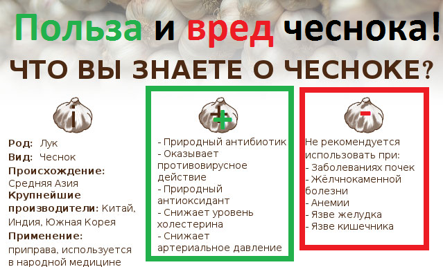 Можно есть чеснок. Чеснок польза и вред. Чем полезен чеснок. Полезен чеснок для.организма. Чем полезен чеснок для организма.