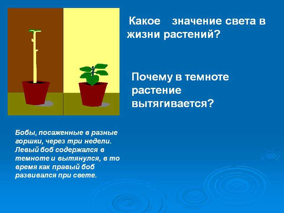 Почему хотят посадить. Влияние освещения на растения. Эксперимент растение на свету и в темноте. Важность света для растений. Опыт с растением в темноте.