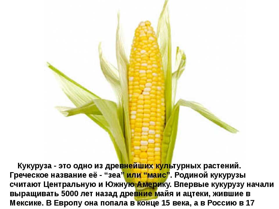 Кукуруза доклад 3 класс. Кукуруза описание растения 2 класс. Кукуруза культурное растение доклад. Сообщение о кукурузе. Кукуруза доклад.
