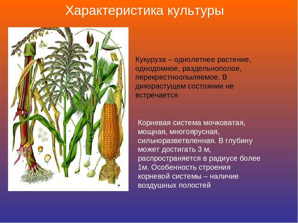Кукуруза доклад 3 класс. Характеристика кукурузы. Кукуруза культурное растение. Строение кукурузы. Структура кукурузы.