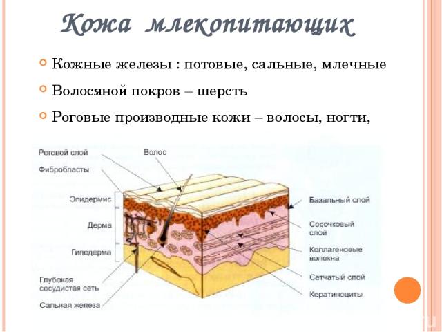 Толщина покрова. Кожный Покров плацентарных млекопитающих. Кожные железы млекопитающих строение и функции. Кожный Покров млекопитающих схема. Млекопитающие строение кожи функции кожи.