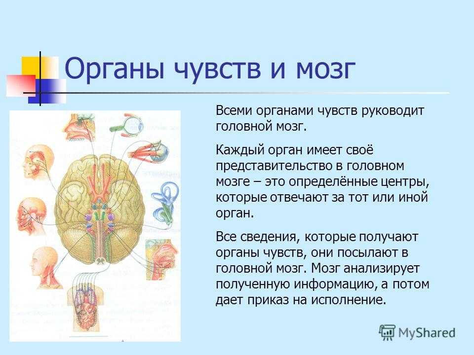 Работа органов чувств. Строение и работа органов чувств. Факты о строении и работе различных органов чувств 3 класс. Органы чувств презентация. Презентация на тему органы чувств.