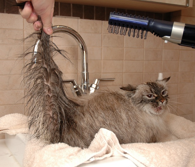 Сколько можно мыть кошек. Вычесывание Мейн куна. Мытье кошки. Кот и фен. Помытый кот.