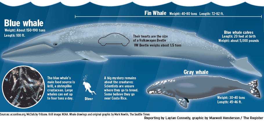 Сколько кит размер. Синий кит Размеры в сравнении. Кит Размеры и вес. Размер самого большого кита в мире. Синий кит длина и вес.