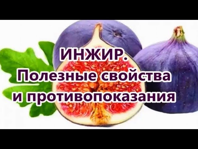 Инжир полезные свойства и противопоказания. Инжир при запоре. Действует ли инжир как слабительное. Как инжир влияет на почки. Инжир имеет г.и. 35 почему он вреден диабетикам?.