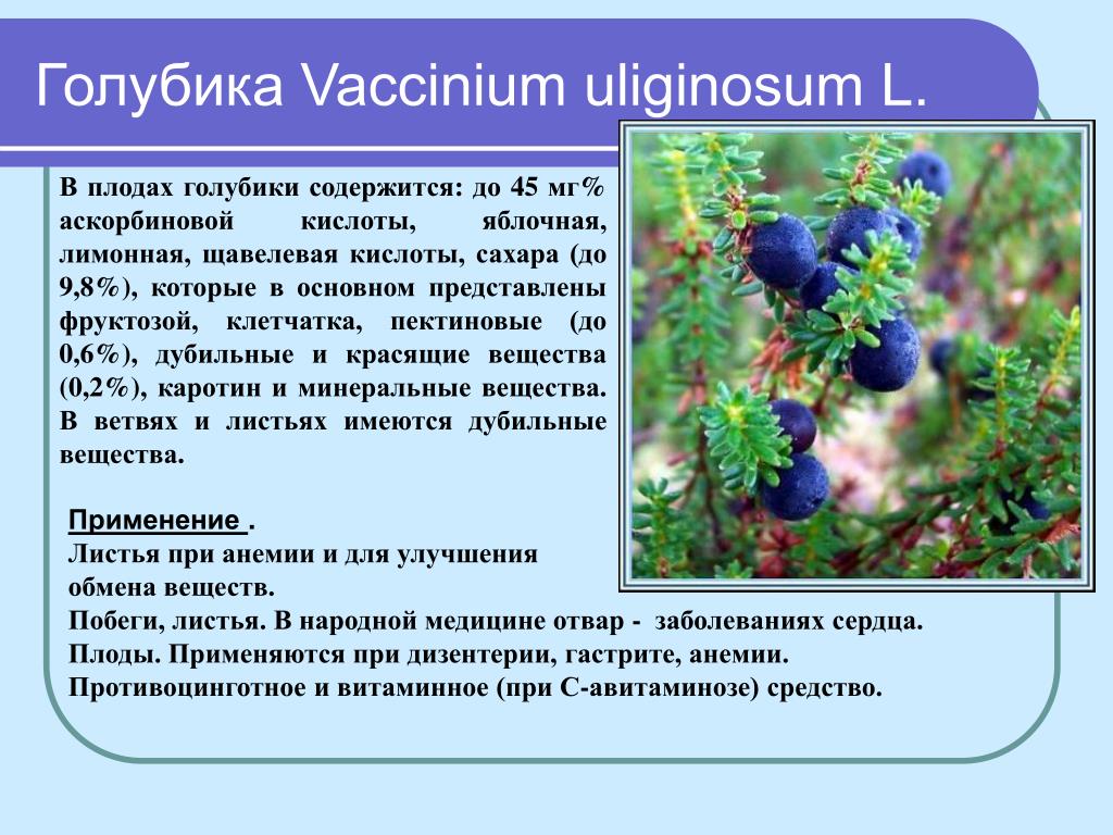 Какой тип питания характерен для голубики. Голубика лекарственное растение. Голубика описание. Голубика презентация. Голубика Vaccinium uliginosum l..