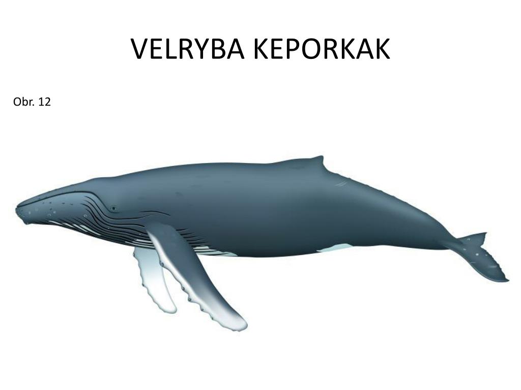 Whale перевод животное