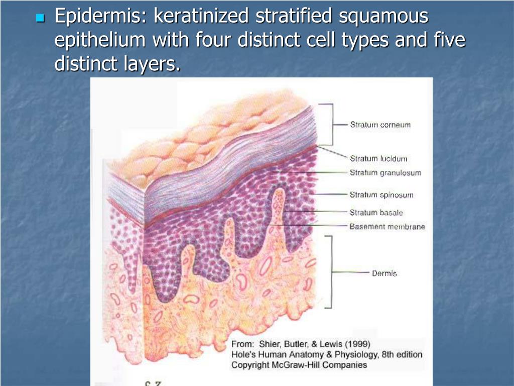 Кожа ороговела. Stratum granulosum слой кожи. Слои эпидермиса кожи гистология. Базальный слой эпидермиса гистология. Роговой слой кожи гистология.