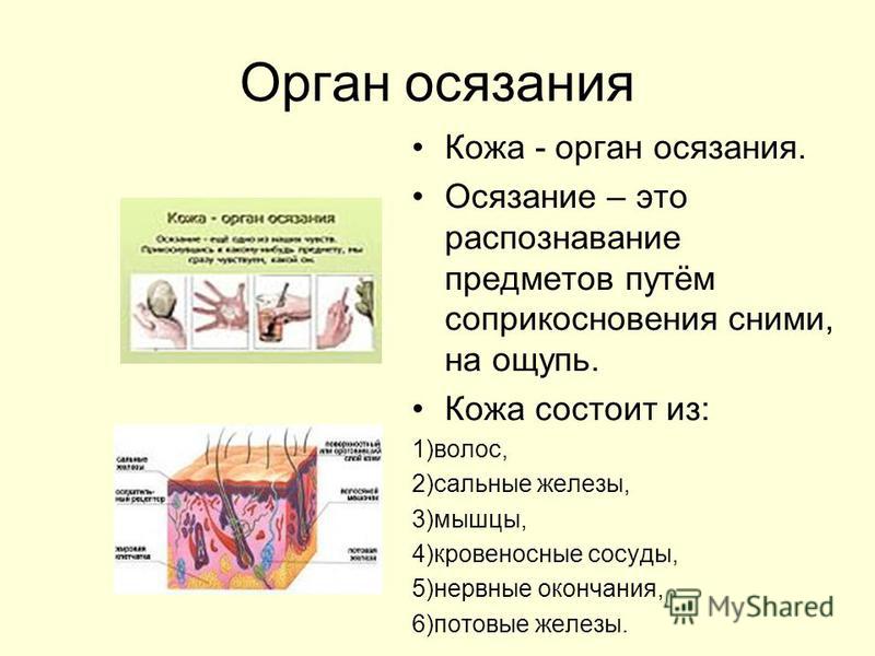 Презентация на тему кожа человека