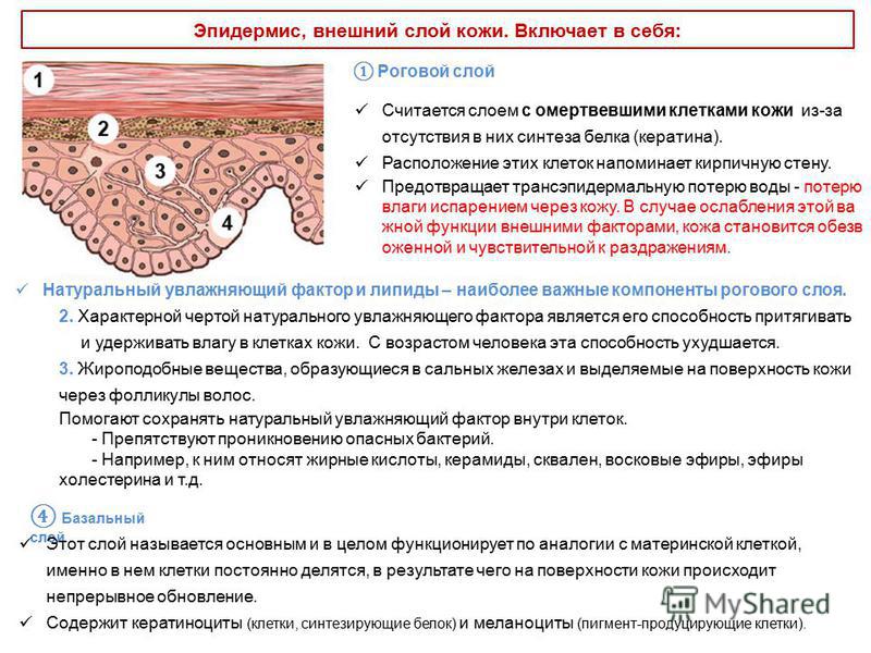 Эпидермис строение и функции таблица