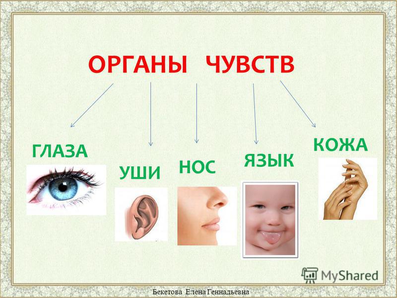 Ощущение зрения. Органы чувств. Органы чувств уши нос язык кожа. Название органов чувств. Органы чувств человека 4 класс.