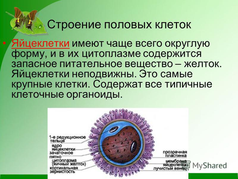 Яйцеклетка это. Половые клетки. Структура половых клеток. Строение половых клеток яйцеклетка. Строение половой клетки.