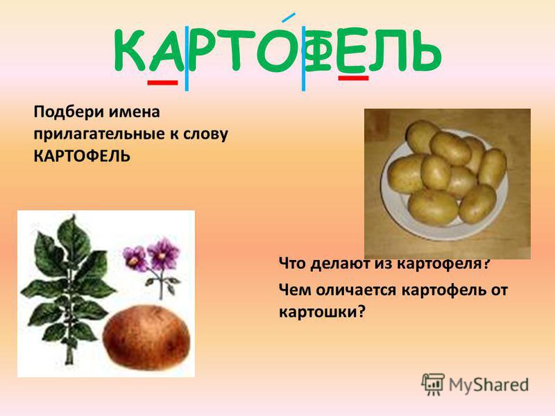 Картофель род. Антонимы к слову картофель. Прилагательное к слову картофель. Подобрать прилагательное к слову картофель. Картофель словарное слово.