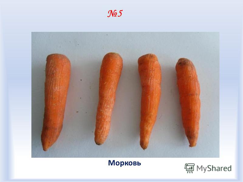 Плод морковки