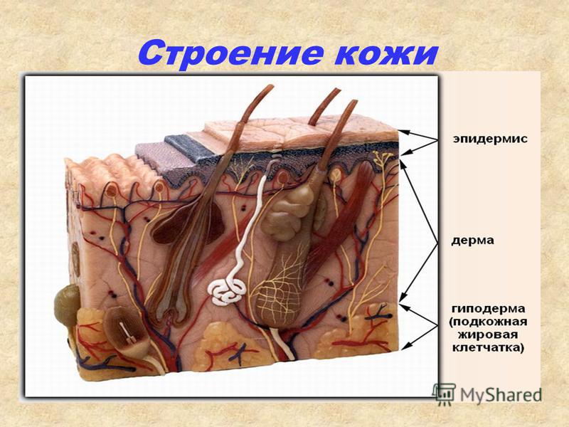 Строение кожи в картинках