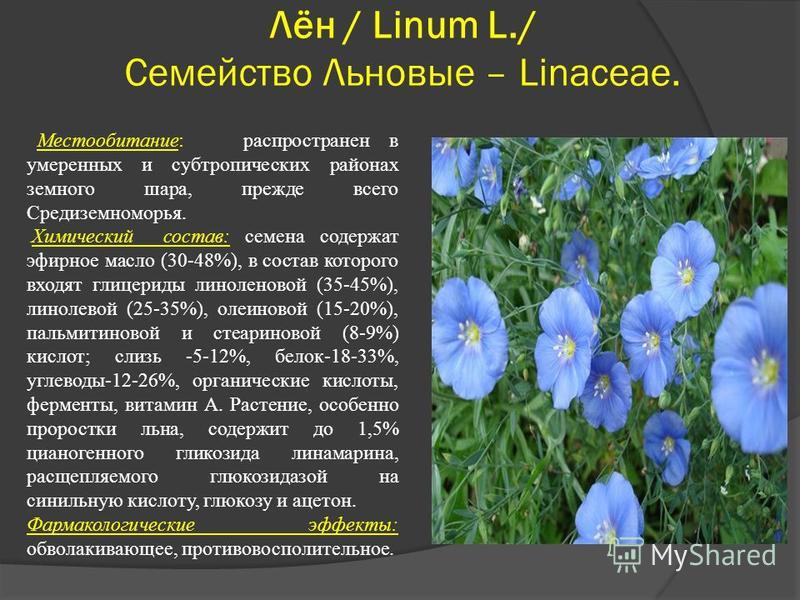 Лен обыкновенный описание. Лён растение. Семейство Льновые. Описание льна. Лен обыкновенный характеристика.