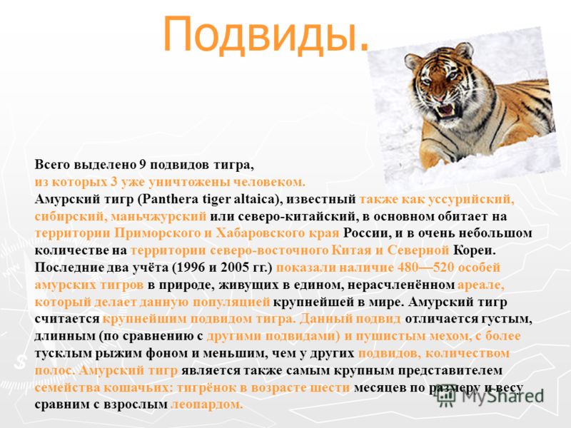 Тигр какой тип
