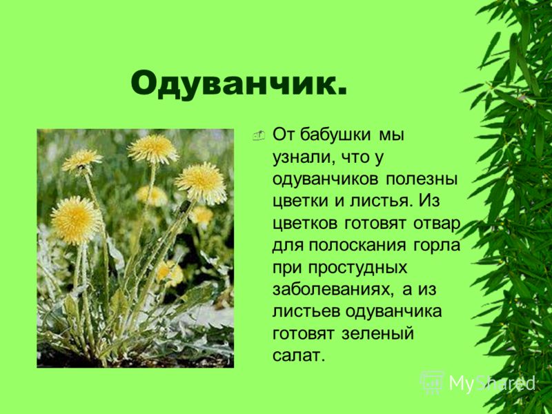 Сообщение о растении 2 класс окружающий. Рассказ о растении. Доклад о растениях. Описание растения. Рассказ о растении 3 класс.