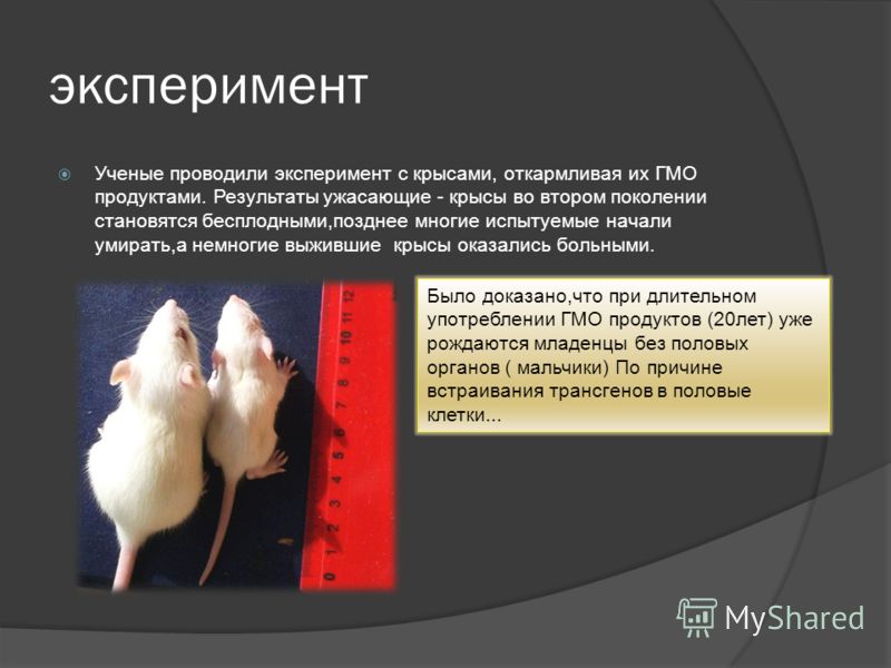 Биологические эксперименты проводящиеся в настоящее. Генная инженерия опыты на крысах.