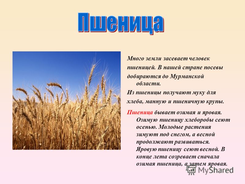 Пшеница какое растение. Сообщение о пшенице. Пшеница культурное растение. Пшеница доклад. Пшеница доклад 3 класс.