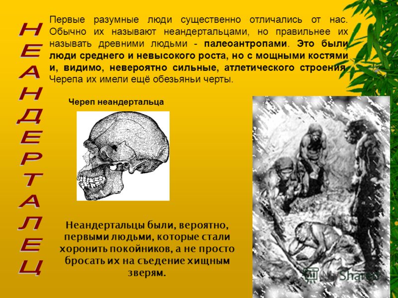Особенности строения неандертальца. Череп неандертальца описание. Древние люди Палеоантропы.