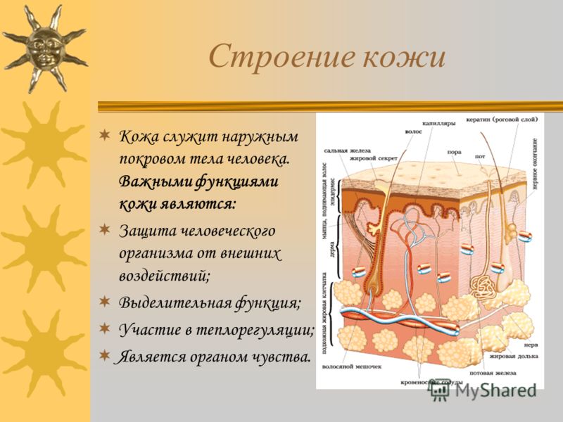 Строение кожи и функции кожи 8 класс презентация