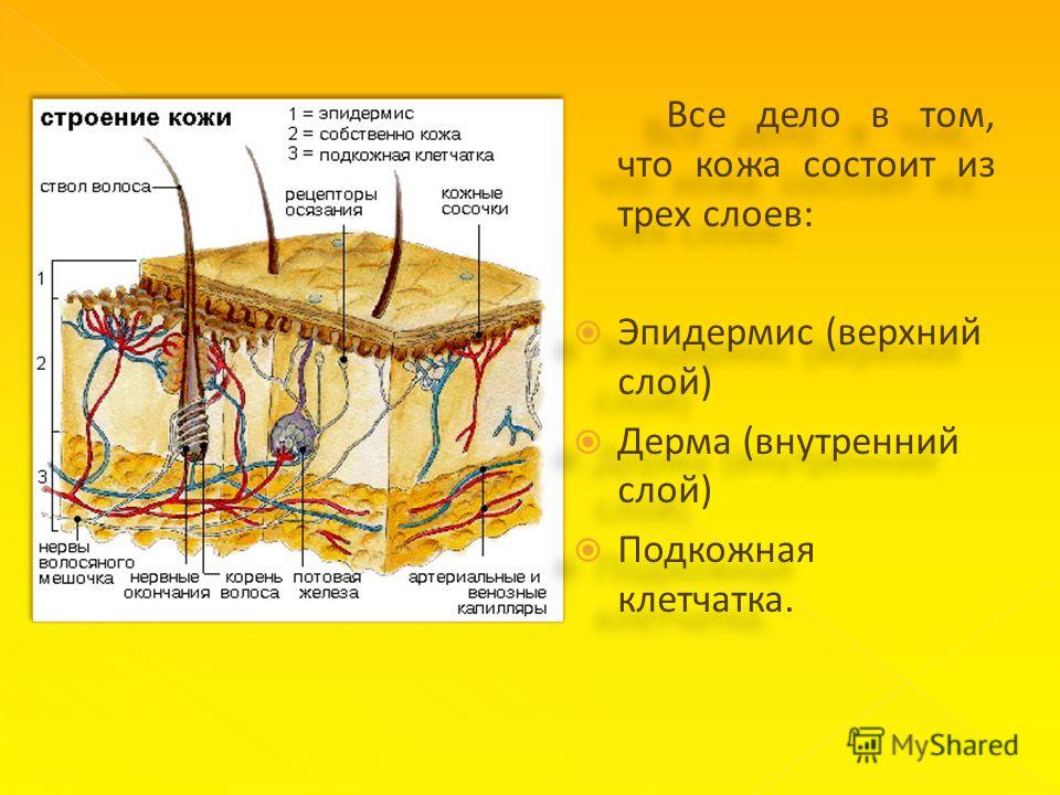 Видимый наружный слой кожи человека