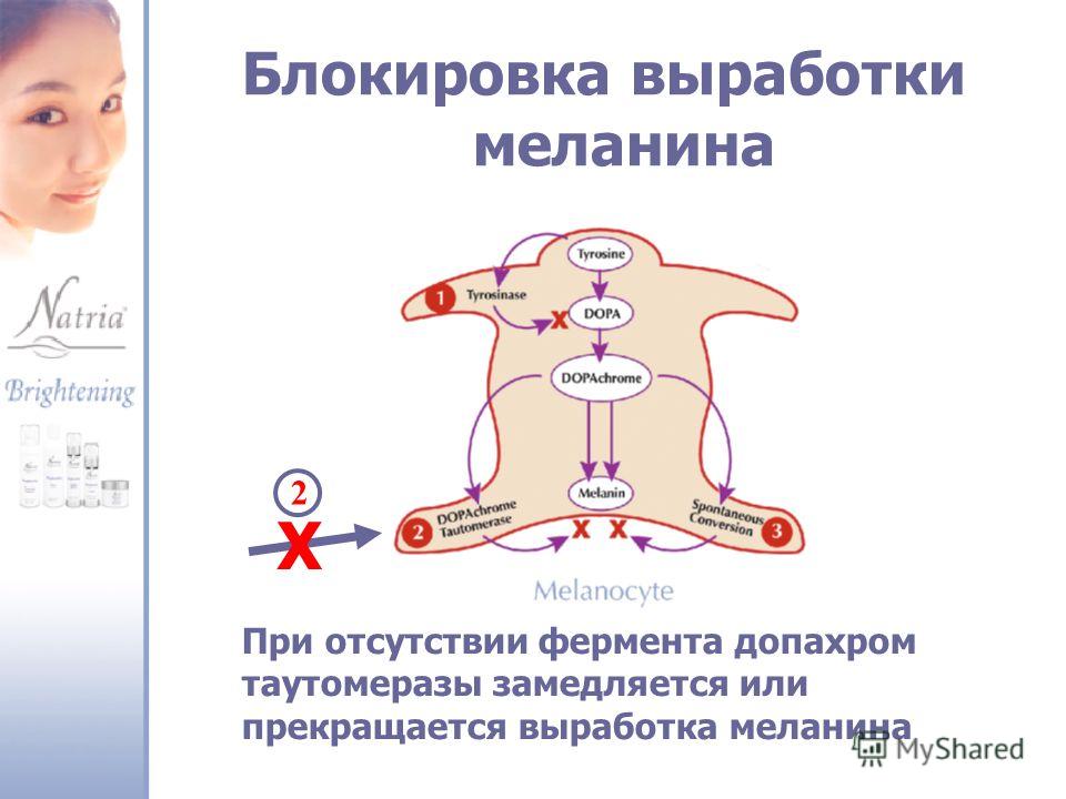 При ультрафиолетовом облучении в клетках синтезируется меланин