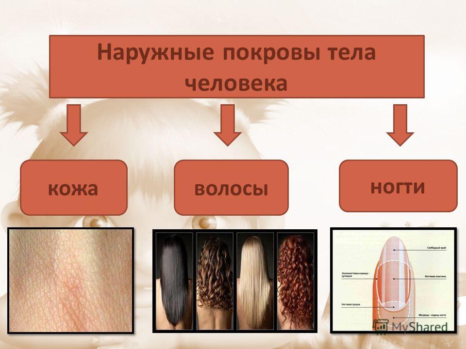 2 кожа человека. Наружные покровы человека. Покровы тела человека. Строение кожи волос и ногтей. Кожа человека презентация.