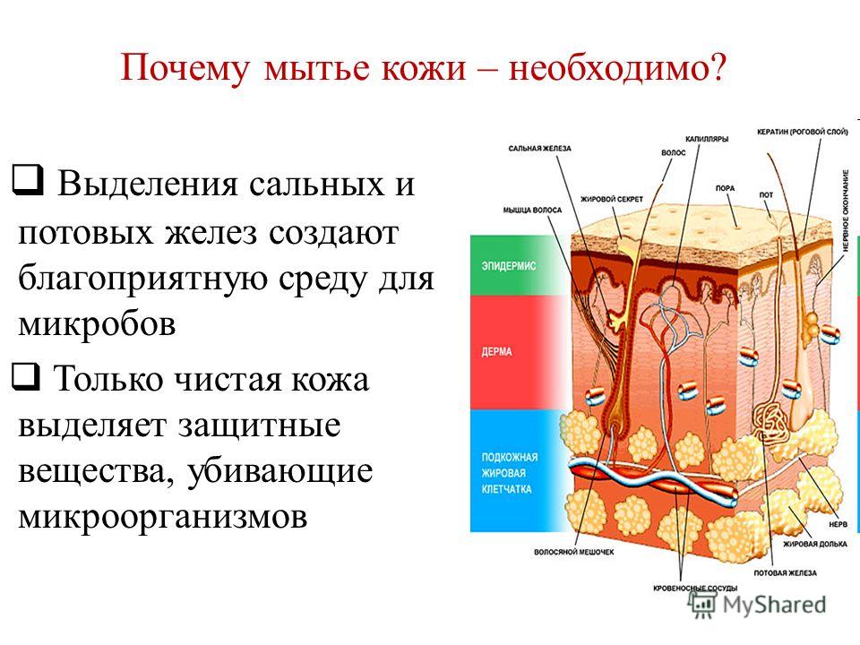 Для чего нужна кожа. Выделение потовых желез. Выделения сальных желез. Сальные железы кожи поверхность.