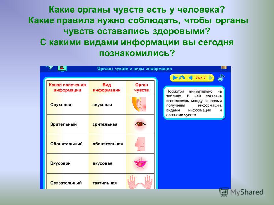 Каким органом человек получает больше информации. Какие есть органы чувств. Какие органы чувств есть у человека. Семь органов чувств у человека. Какие органы естьчуств.