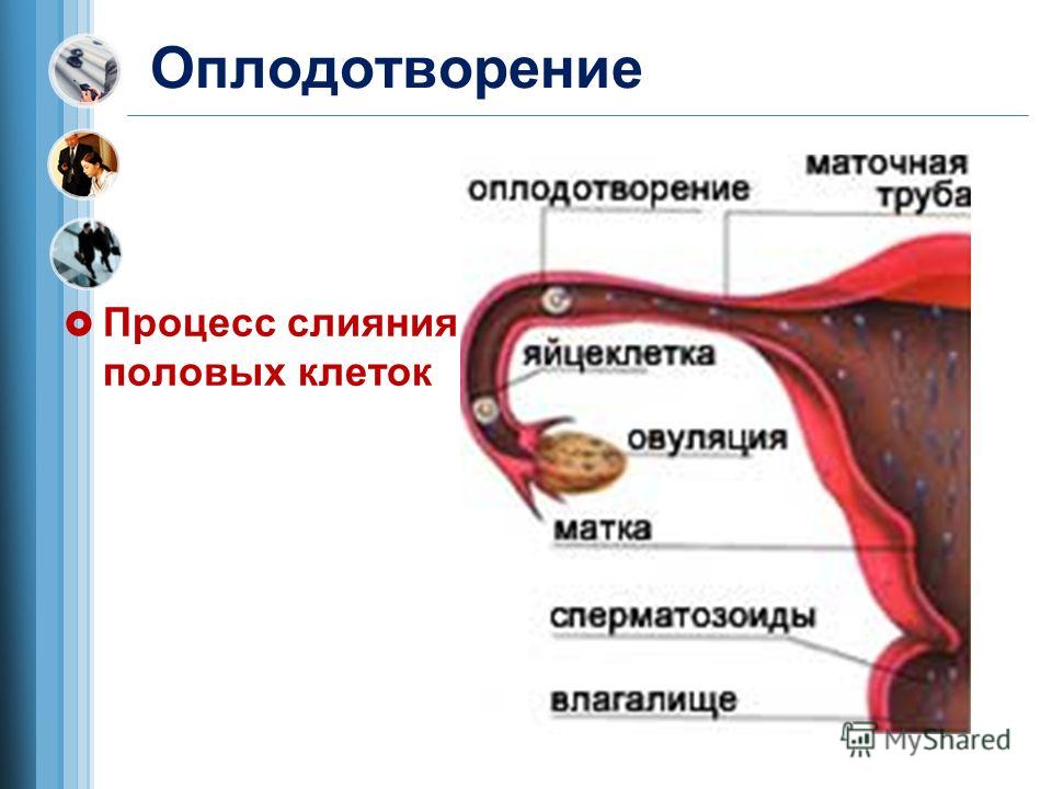 Спермотозоиды Во Влагалище