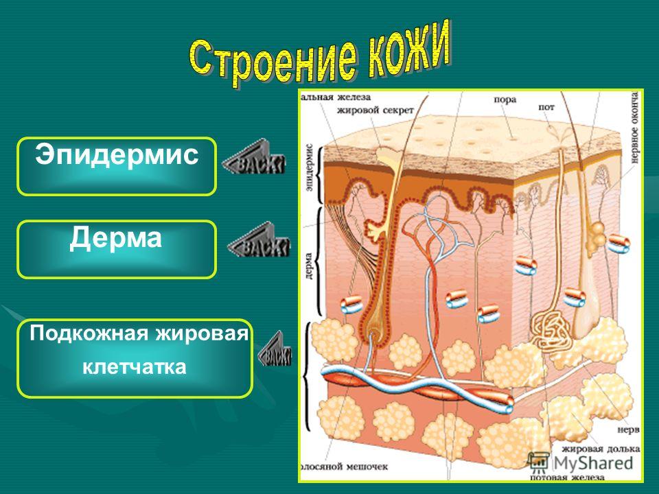 Назовите слои кожи человека обозначенные на рисунке буквами а и в укажите функции которые они