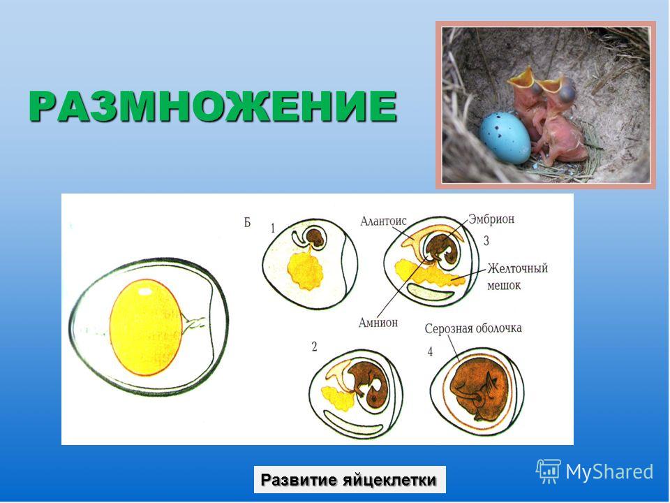 Тест по биологии 8 размножение и развитие. Размножение и развитие. Размножение и развитие животных таблица. Размножение и развитие человека биология 8 класс. Интеллект карта размножение и развитие птиц.