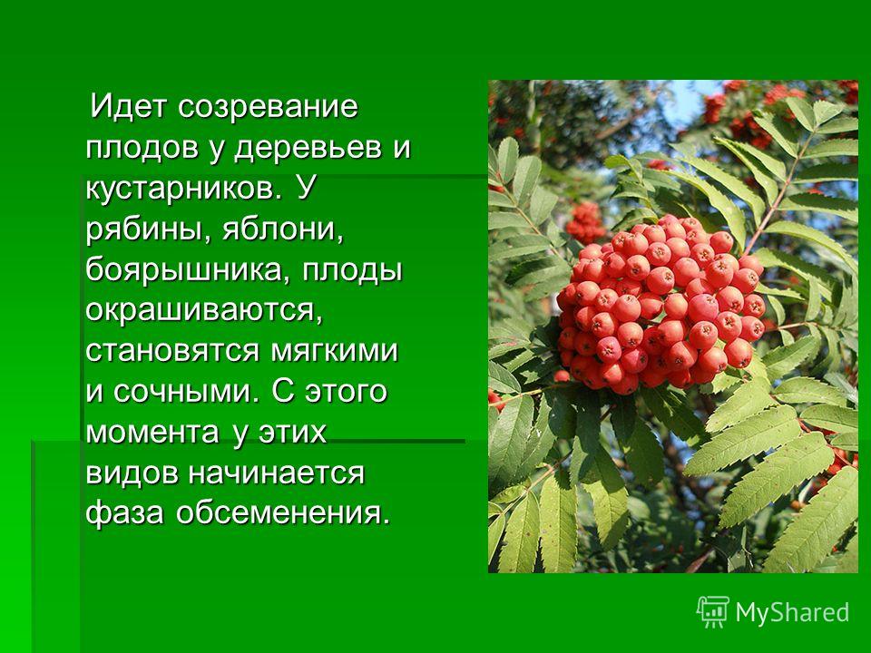 Рябина это дерево или кустарник. Плоды рябины. Тип плодов рябины. Рябина Тип плода. Тип плода рябины обыкновенной.