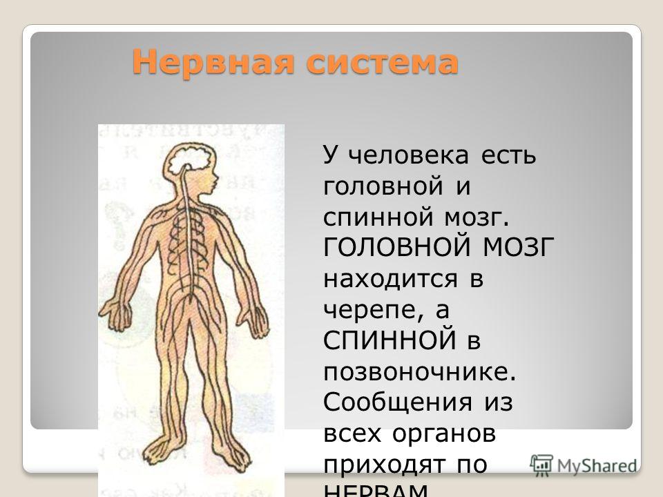 Тест на тему нервная. Нервная система. Система органов человека нервная система. Сообщение на тему нервная система человека. Системы органов человека окружающий мир.