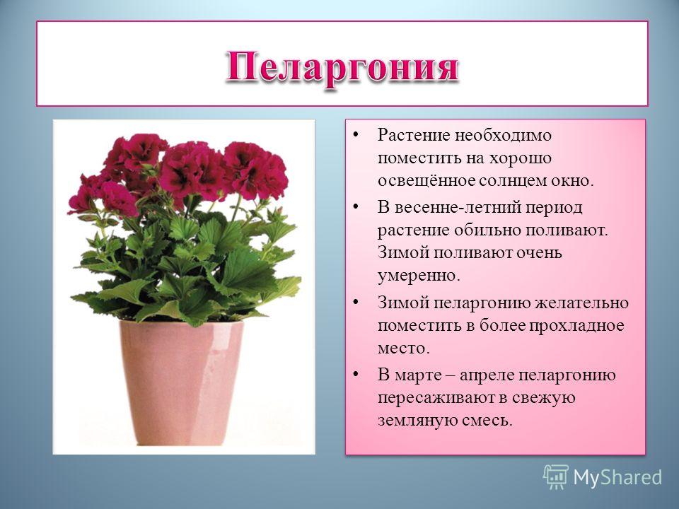 Герань описание. Пеларгония паспорт растения. Паспорт растения герань пеларгония. Пеларгония Родина растения. Родина герани комнатного растения.