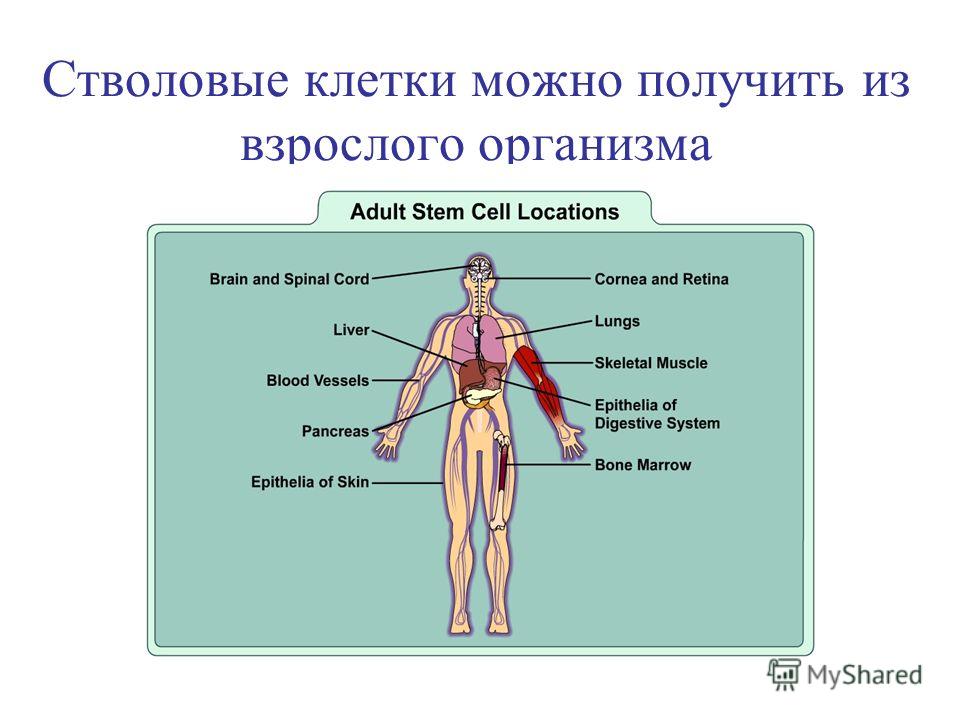 Состав стволовых клеток. Стволовые клетки человека. Расположение стволовых клеток в организме человека.