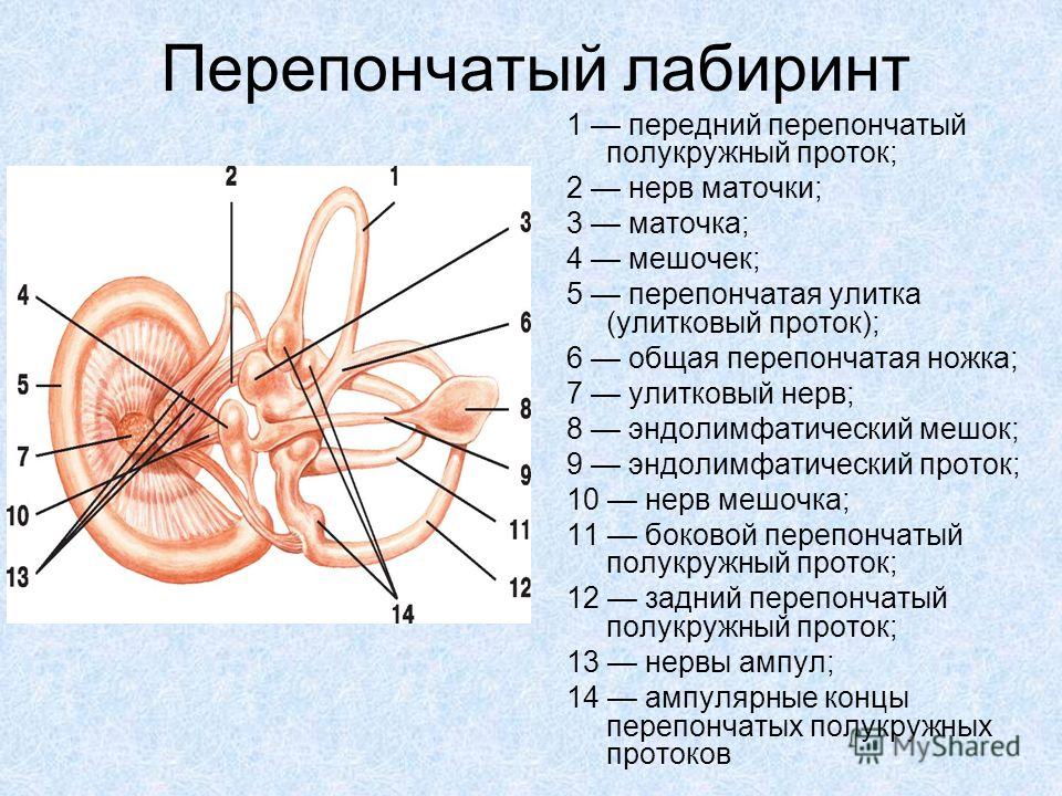 В толще стенок преддверия расположены