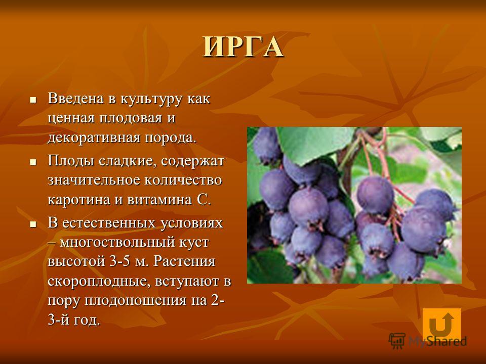 Ирга вред для здоровья человека. Ирга кустарники ягоды описанием. Ирга ягода дерево. Ягода Ярга или ирга.