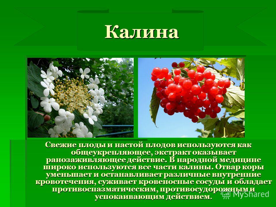 Свойства растений. Лекарственные растения описание. Лекарственные растения кустарники. Лекарственные деревья и кустарники. Лекарственные растения картинки с описанием.